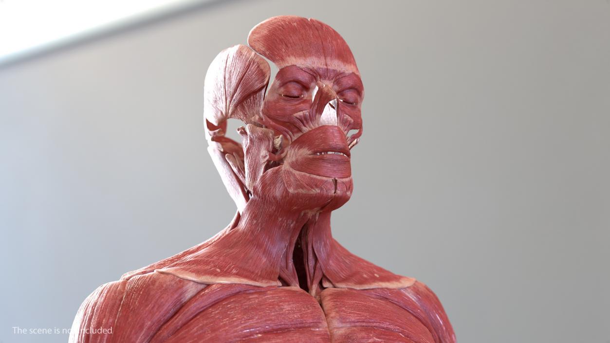 3D Male Body Anatomy Collection model