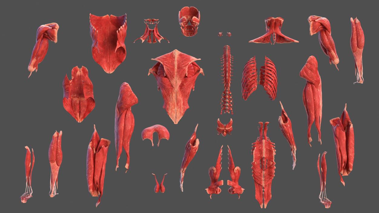 3D Male Body Anatomy Collection model