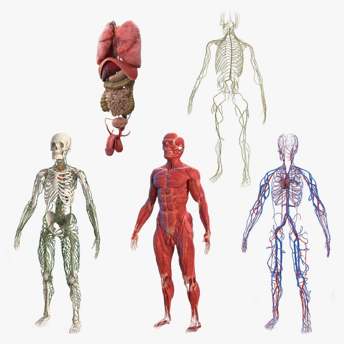 3D Male Body Anatomy Collection model