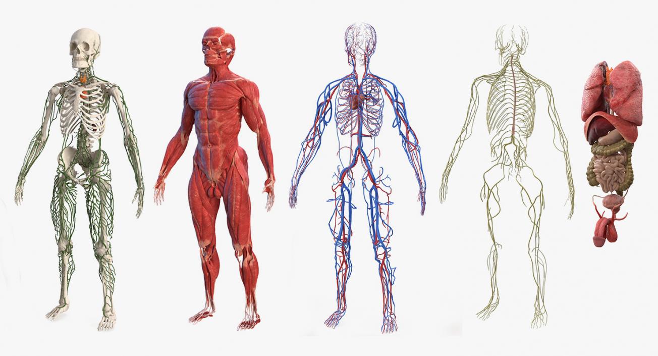 3D Male Body Anatomy Collection model