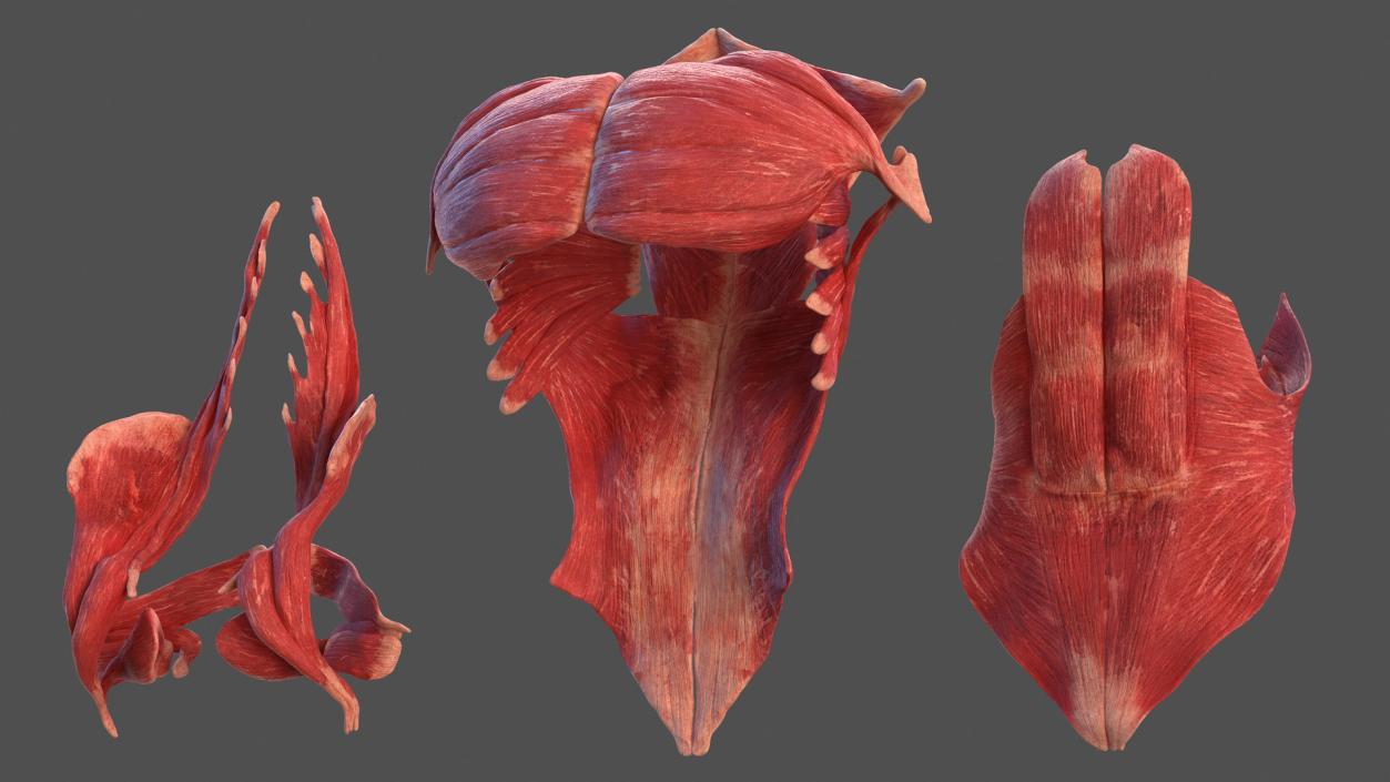 3D Male Body Anatomy Collection model