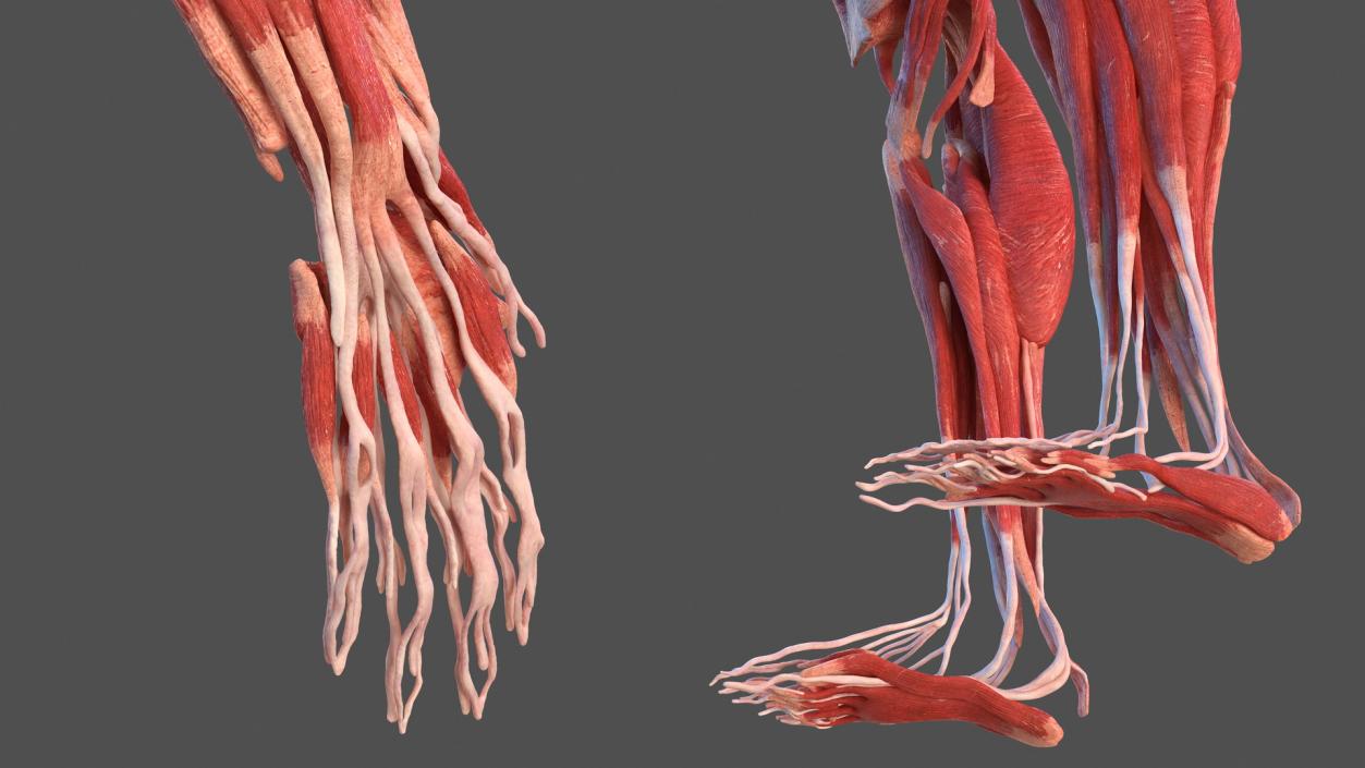 3D Male Body Anatomy Collection model