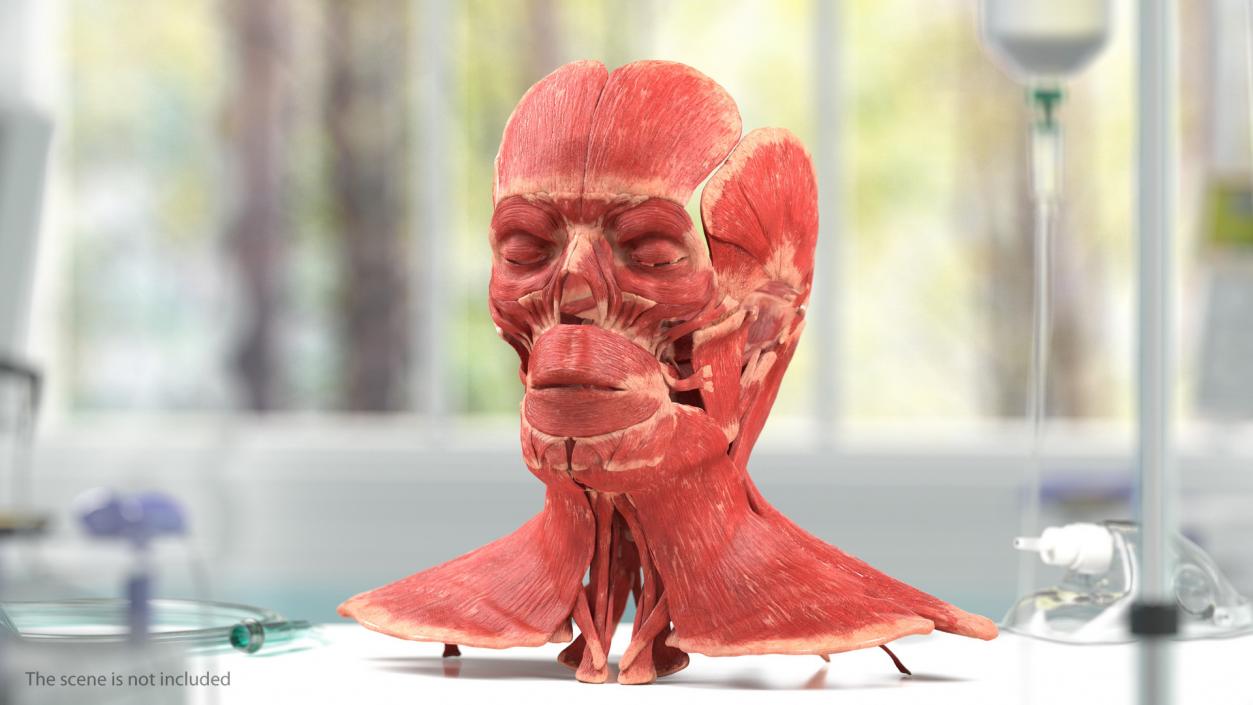 3D Male Body Anatomy Collection model