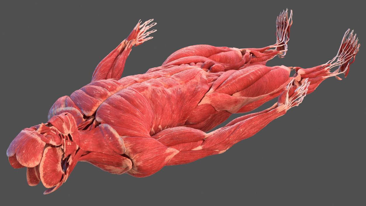 3D Male Body Anatomy Collection model