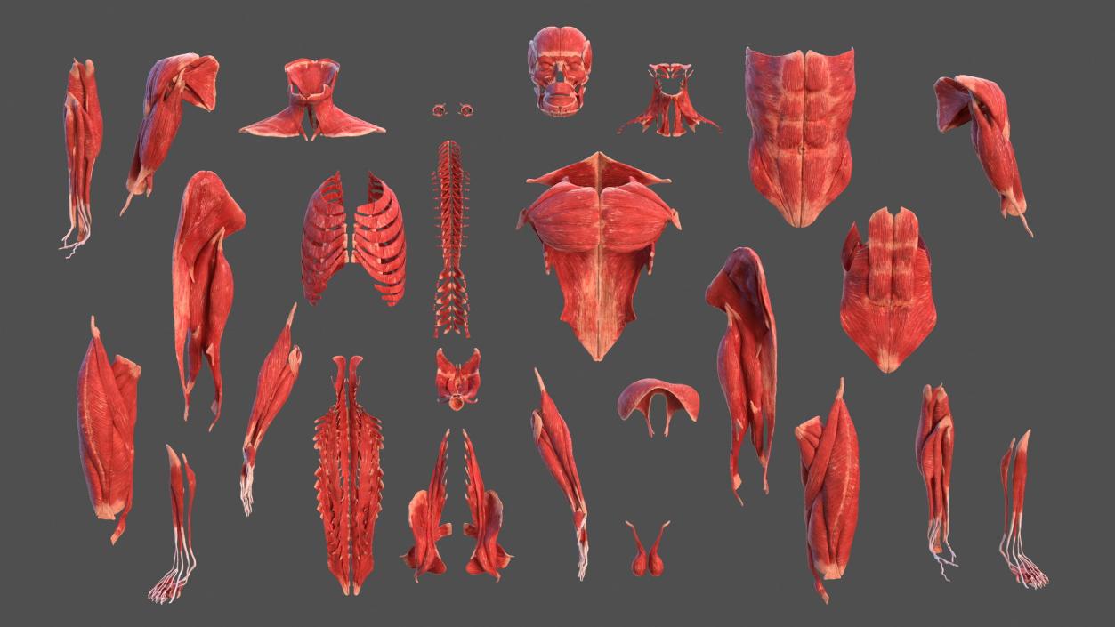 3D Male Body Anatomy Collection model