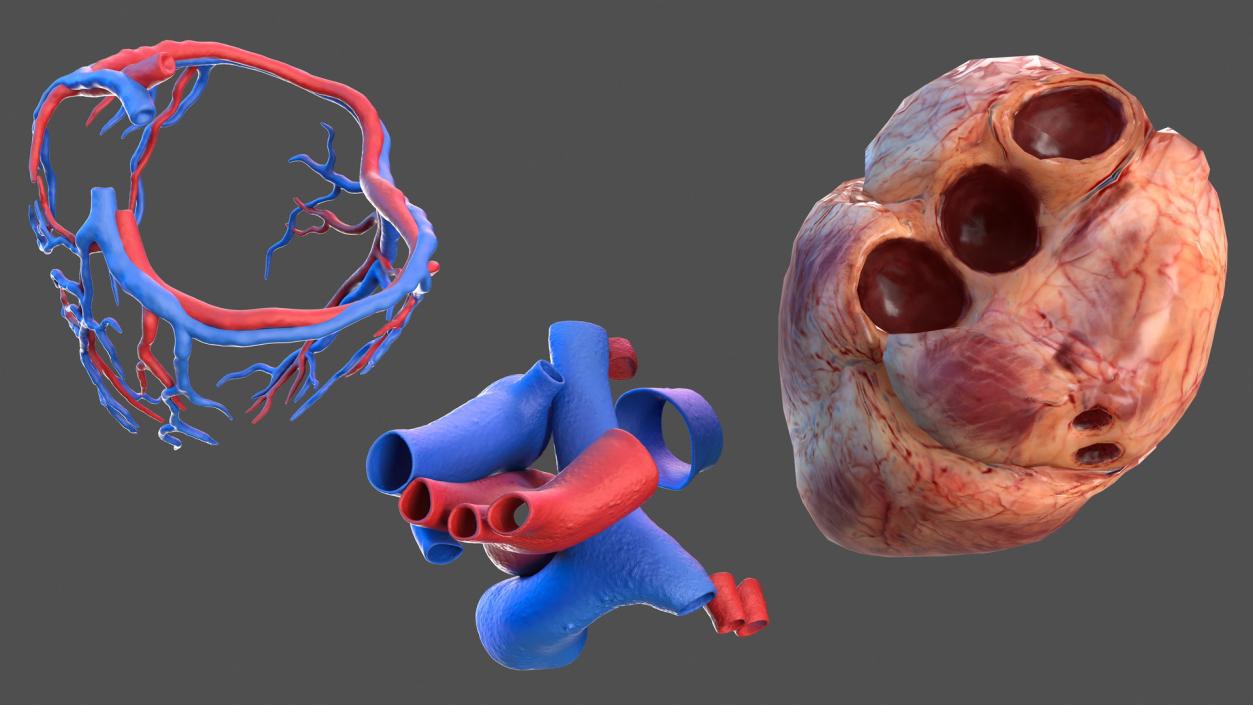 3D Male Body Anatomy Collection model