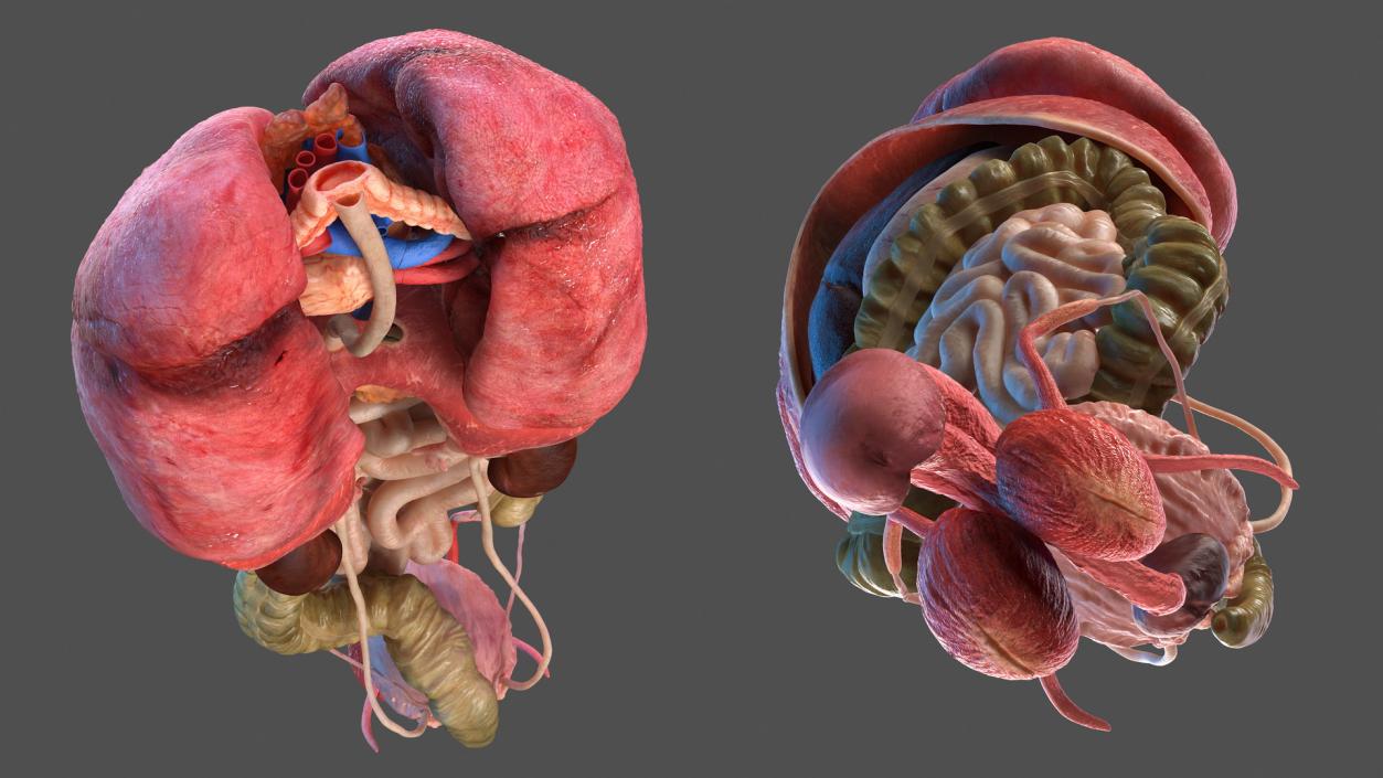 3D Male Body Anatomy Collection model