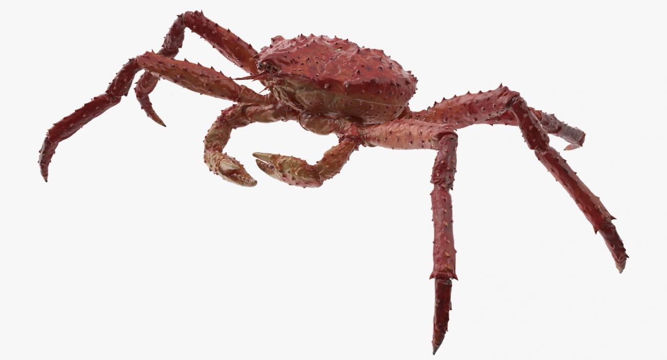 3D model Alaskan King Crab Walking Pose