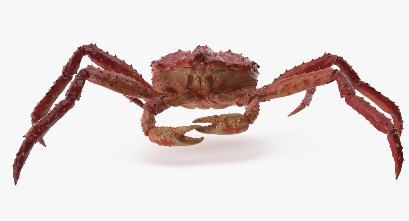 3D model Alaskan King Crab Walking Pose