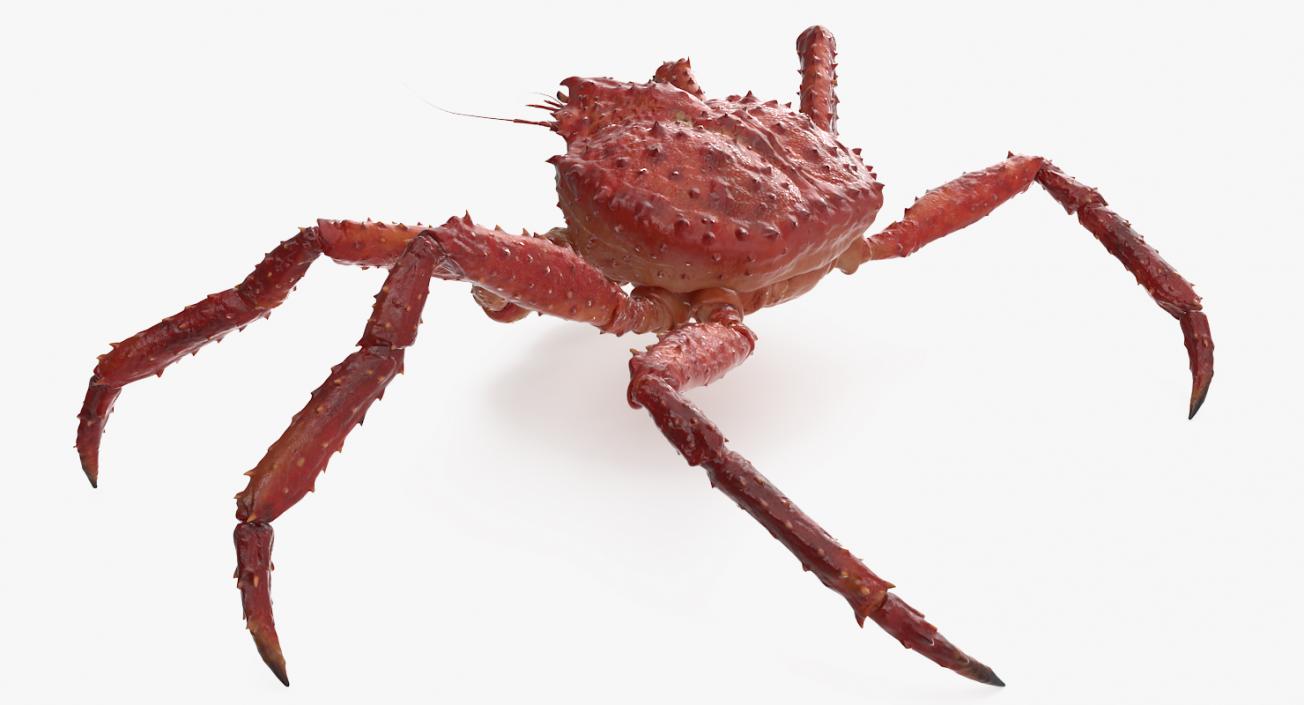 3D model Alaskan King Crab Walking Pose