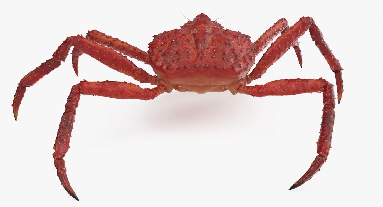 3D model Alaskan King Crab Walking Pose