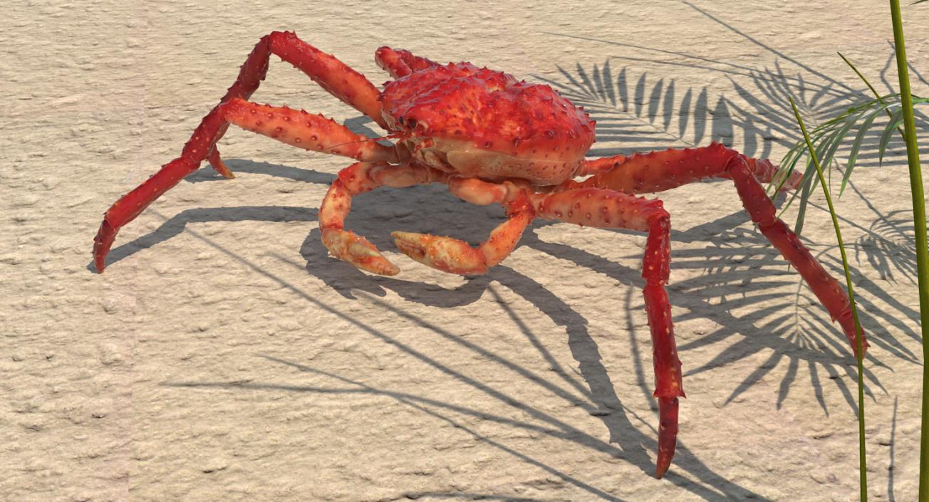 3D model Alaskan King Crab Walking Pose