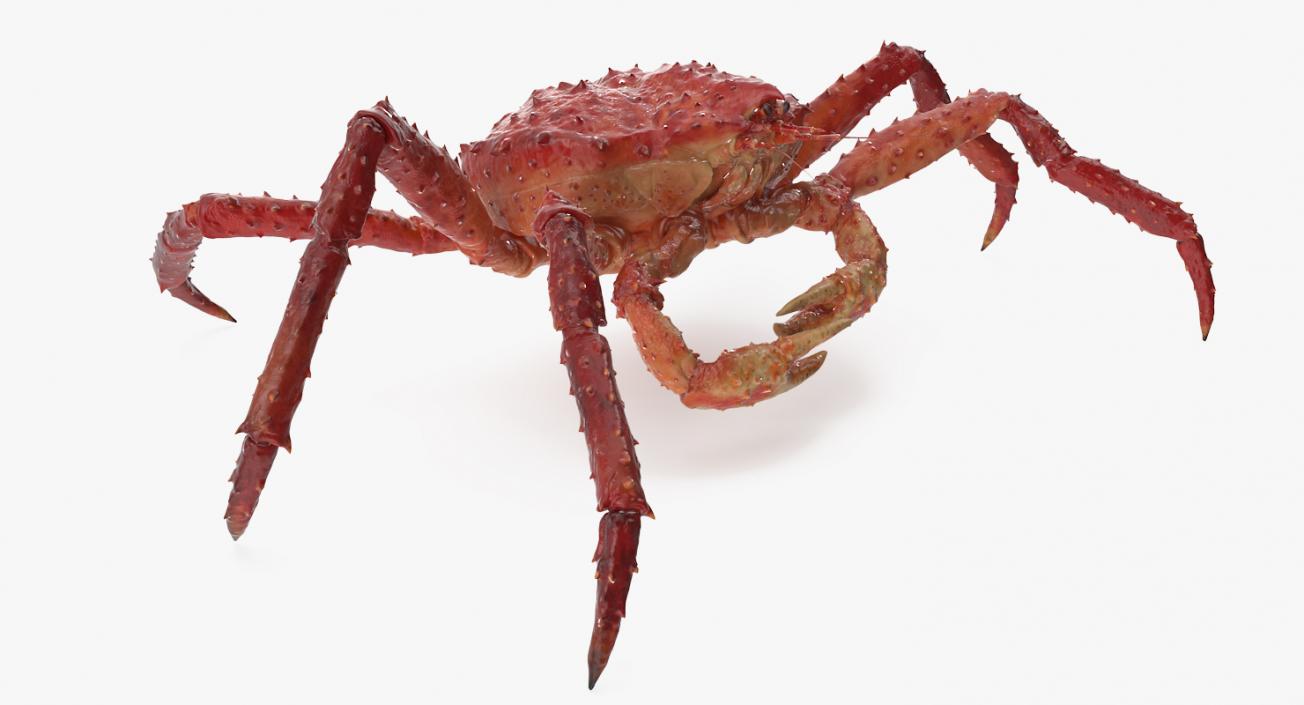 3D model Alaskan King Crab Walking Pose