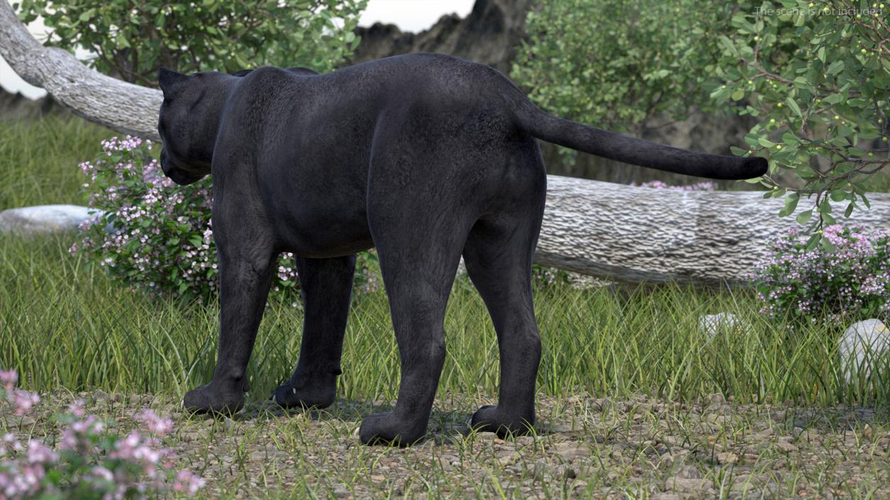 3D model Black Panther 2