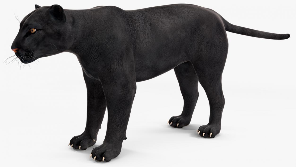 3D model Black Panther 2