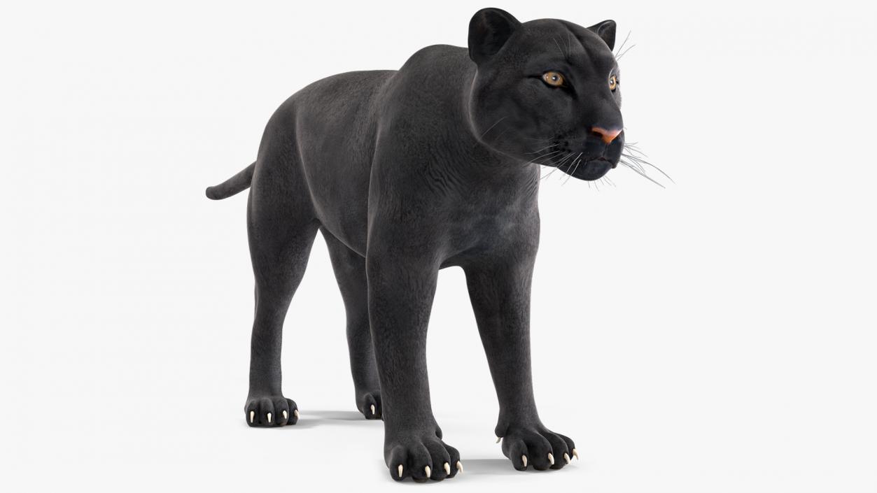 3D model Black Panther 2