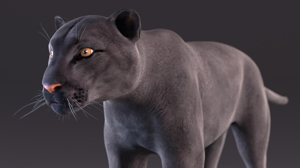 3D model Black Panther 2