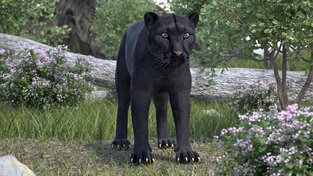 3D model Black Panther 2