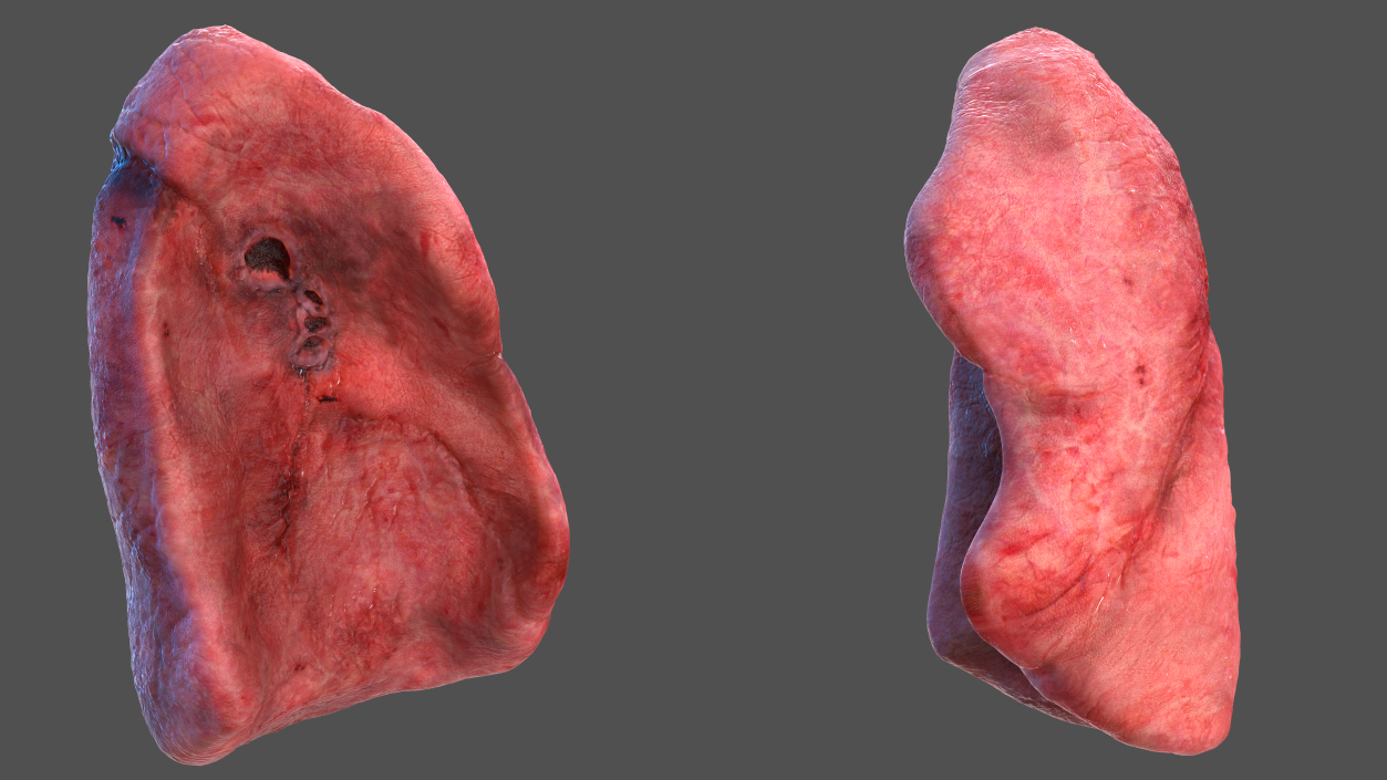 3D model Human Lung Left