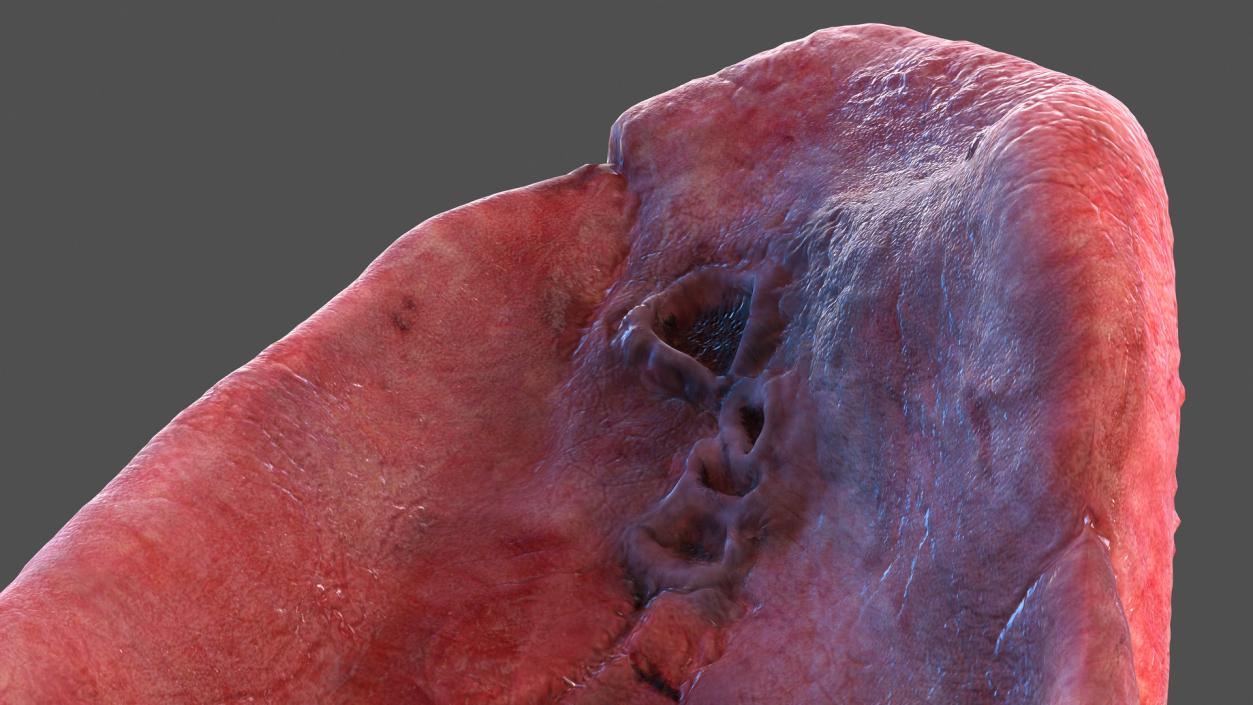 3D model Human Lung Left