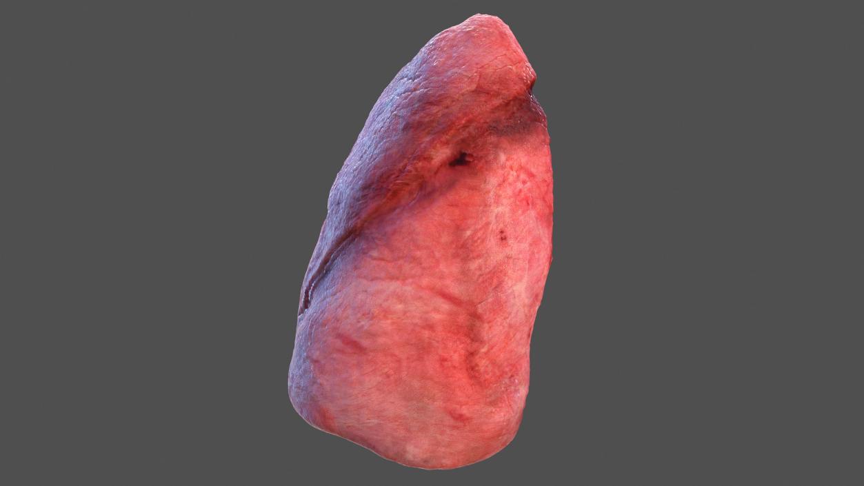 3D model Human Lung Left