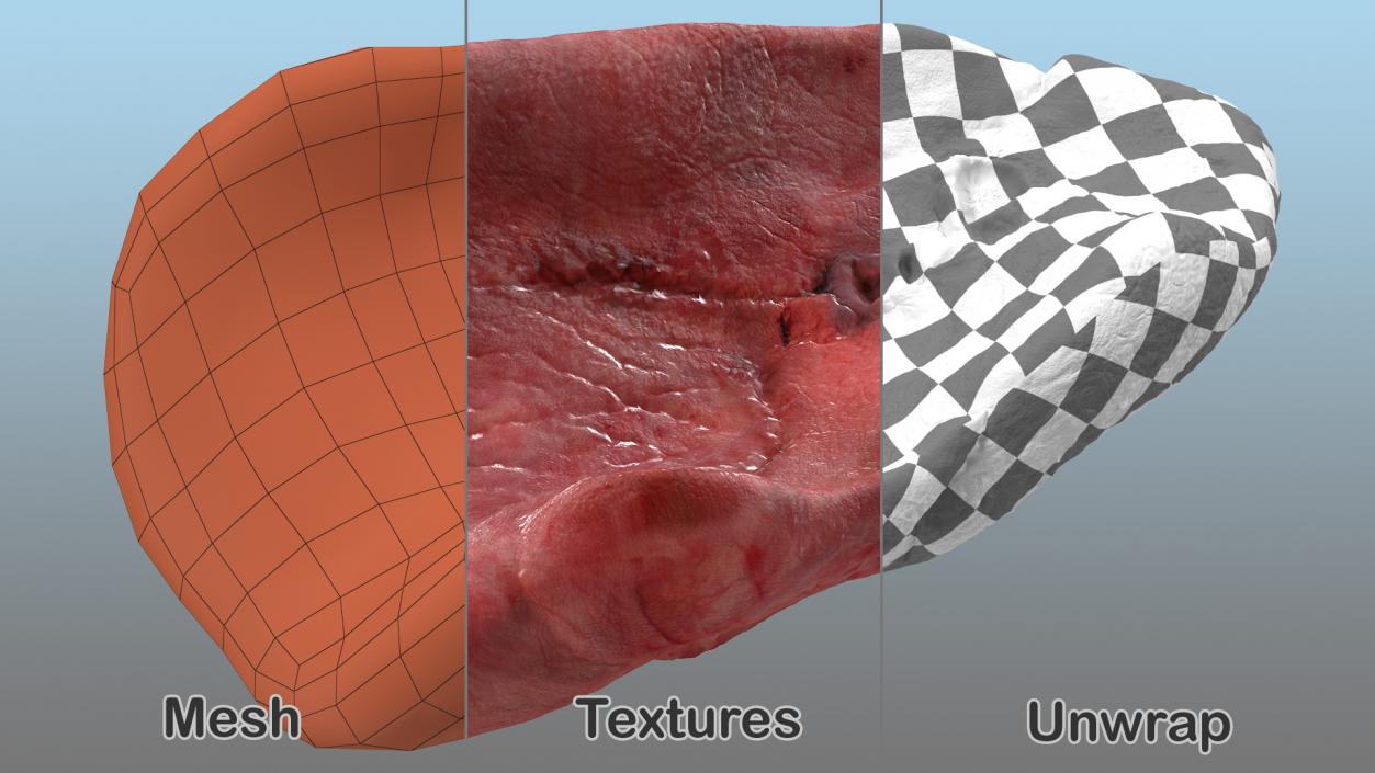 3D model Human Lung Left