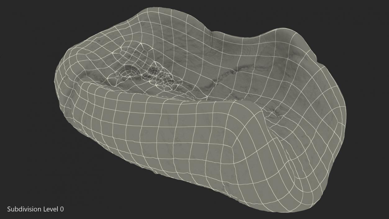 3D model Human Lung Left