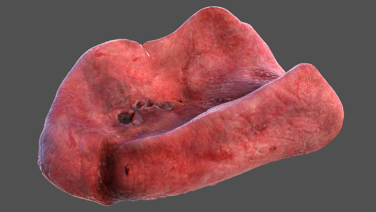 3D model Human Lung Left