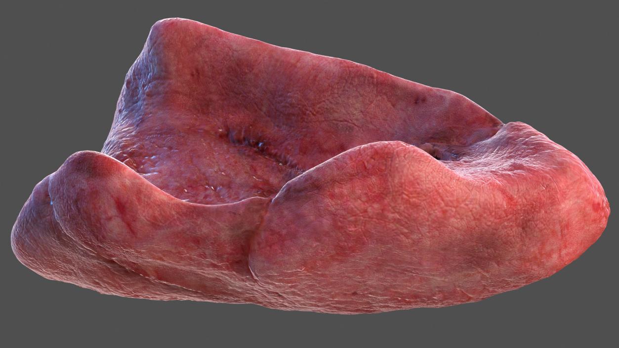 3D model Human Lung Left