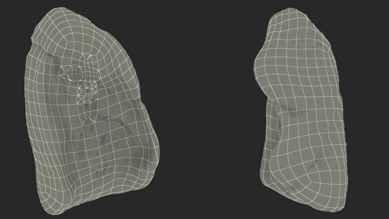 3D model Human Lung Left