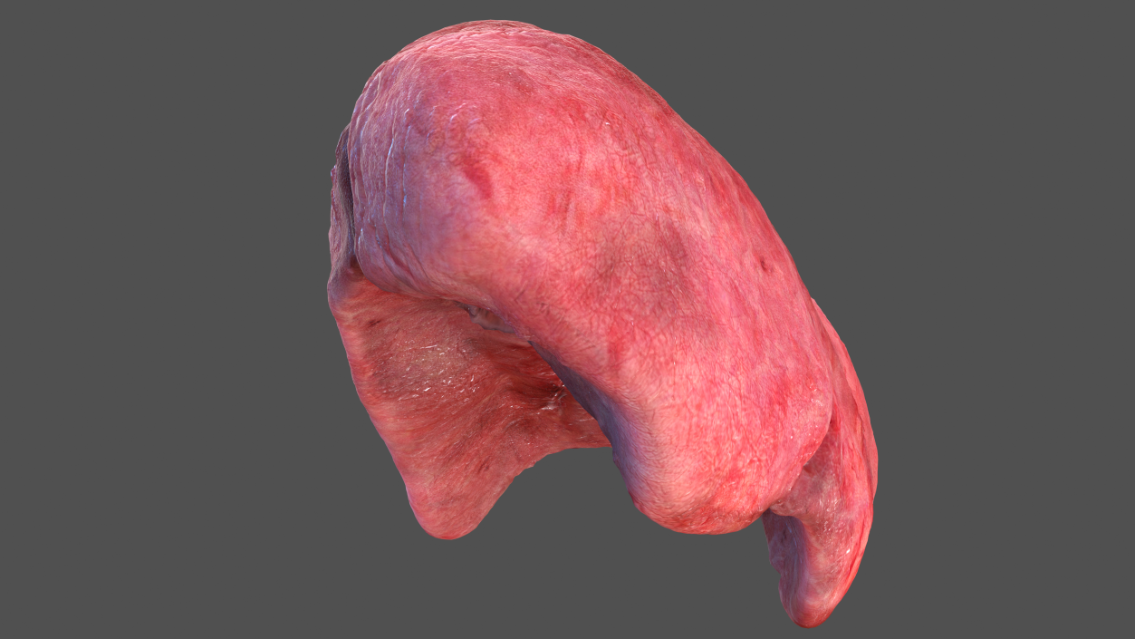 3D model Human Lung Left