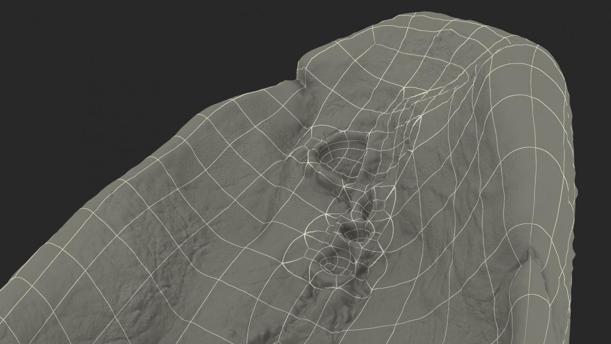 3D model Human Lung Left