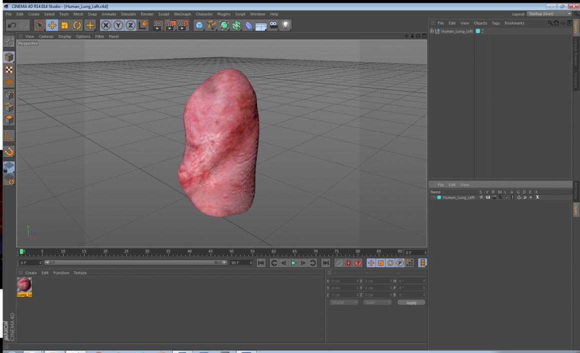 3D model Human Lung Left