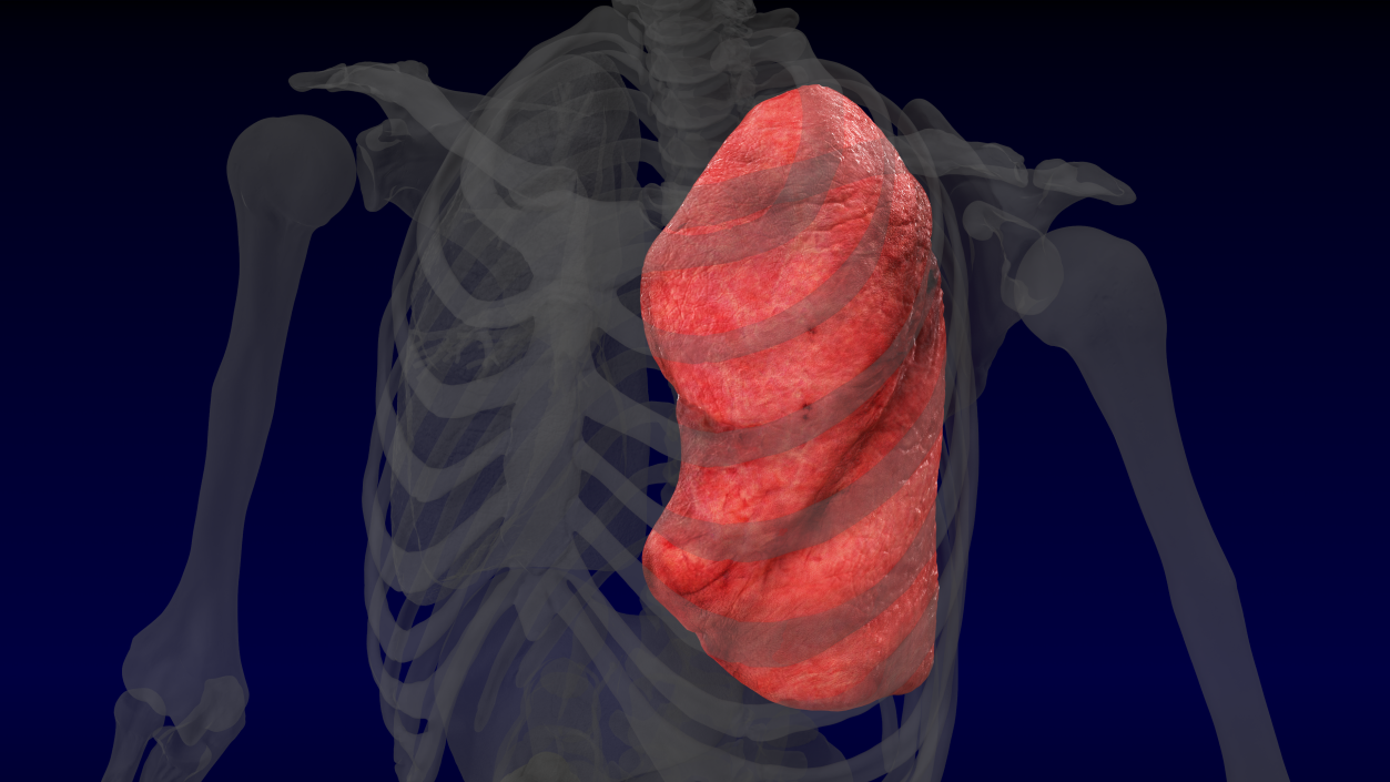 3D model Human Lung Left