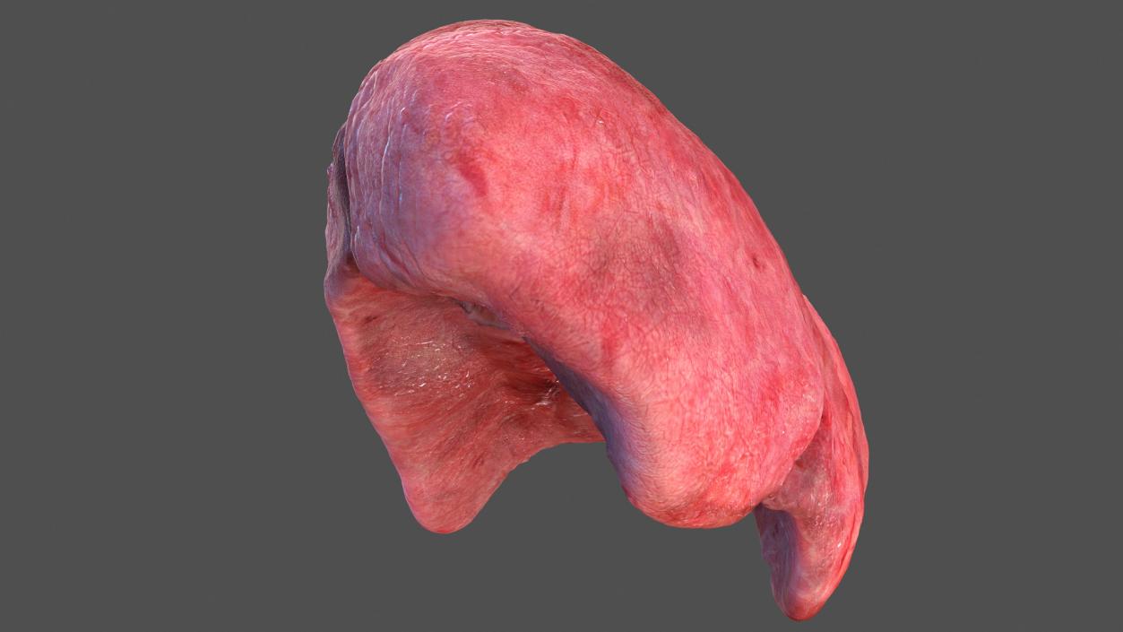 3D model Human Lung Left