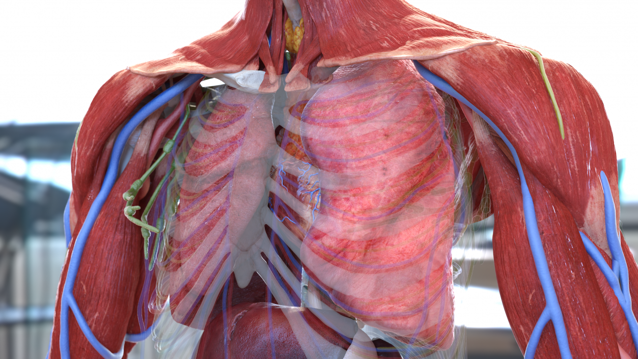 3D model Human Lung Left