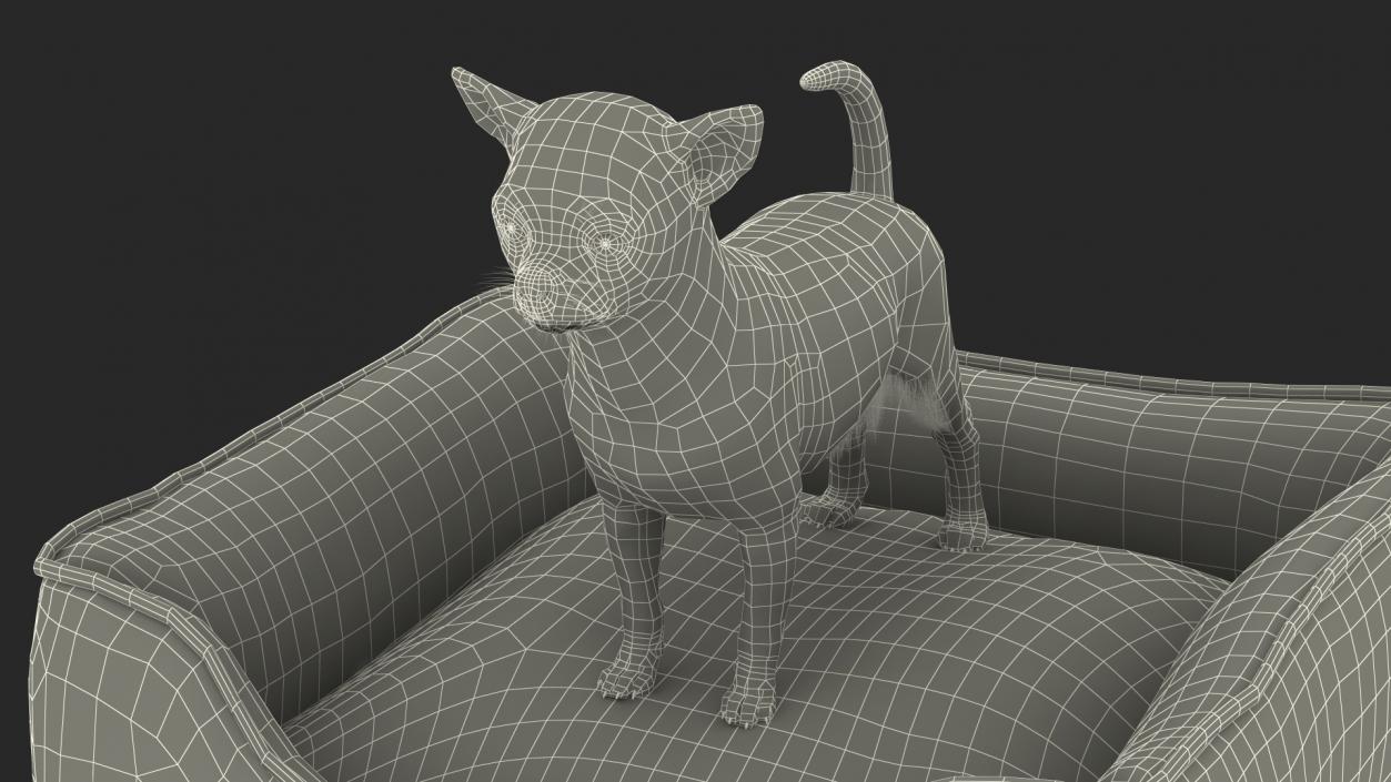 Chihuahua in Dog Bed with Fur 3D model