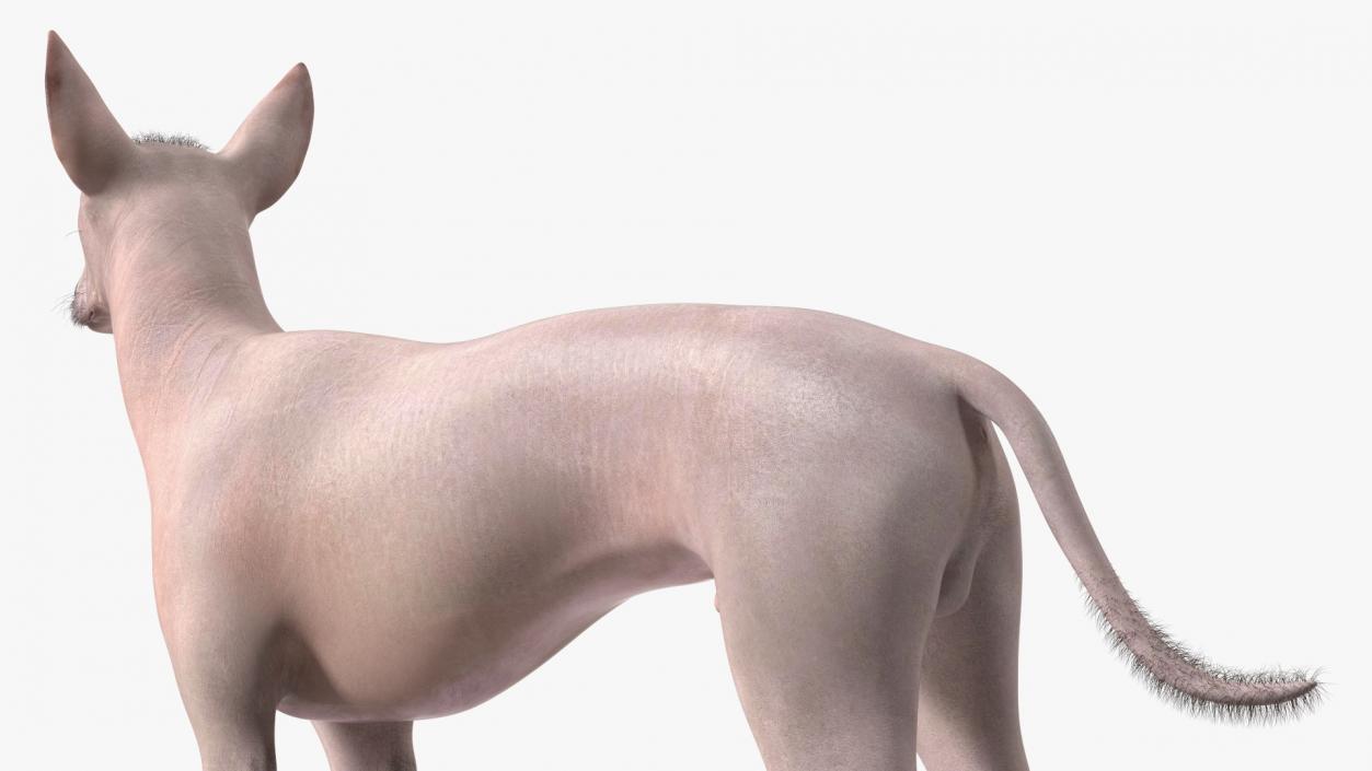 Mexican Hairless Dog Xolo Fur 3D model