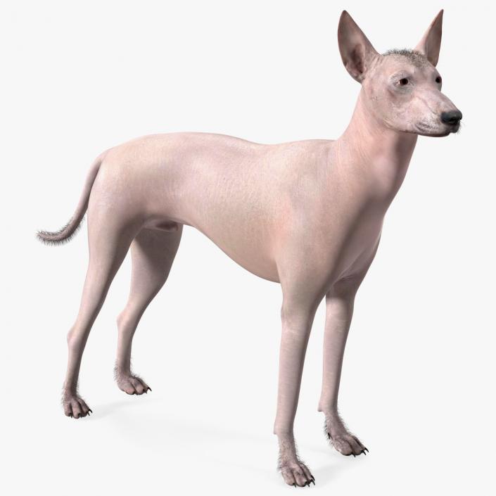 Mexican Hairless Dog Xolo Fur 3D model