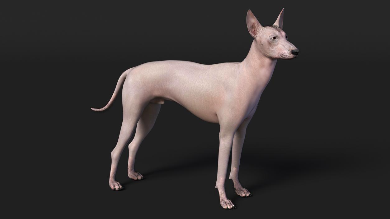 Mexican Hairless Dog Xolo Fur 3D model