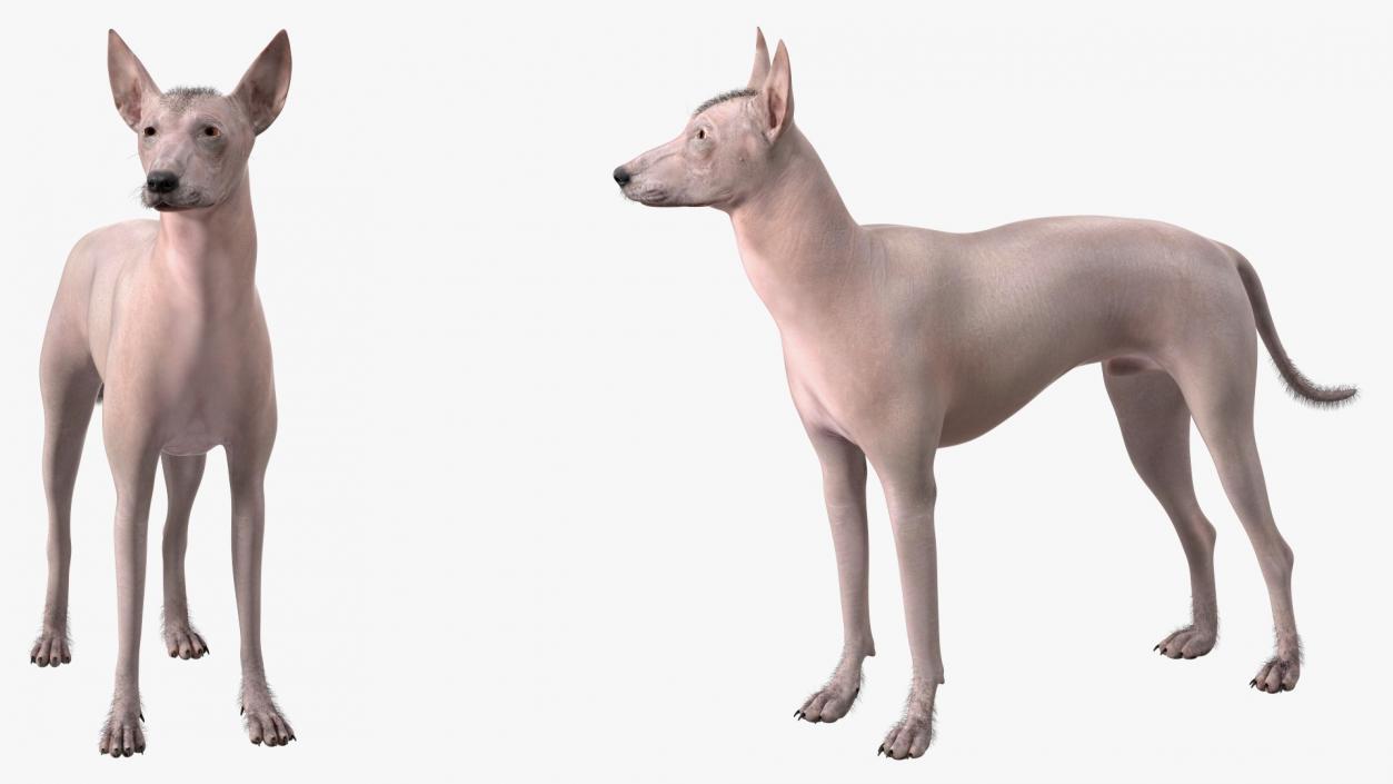 Mexican Hairless Dog Xolo Fur 3D model