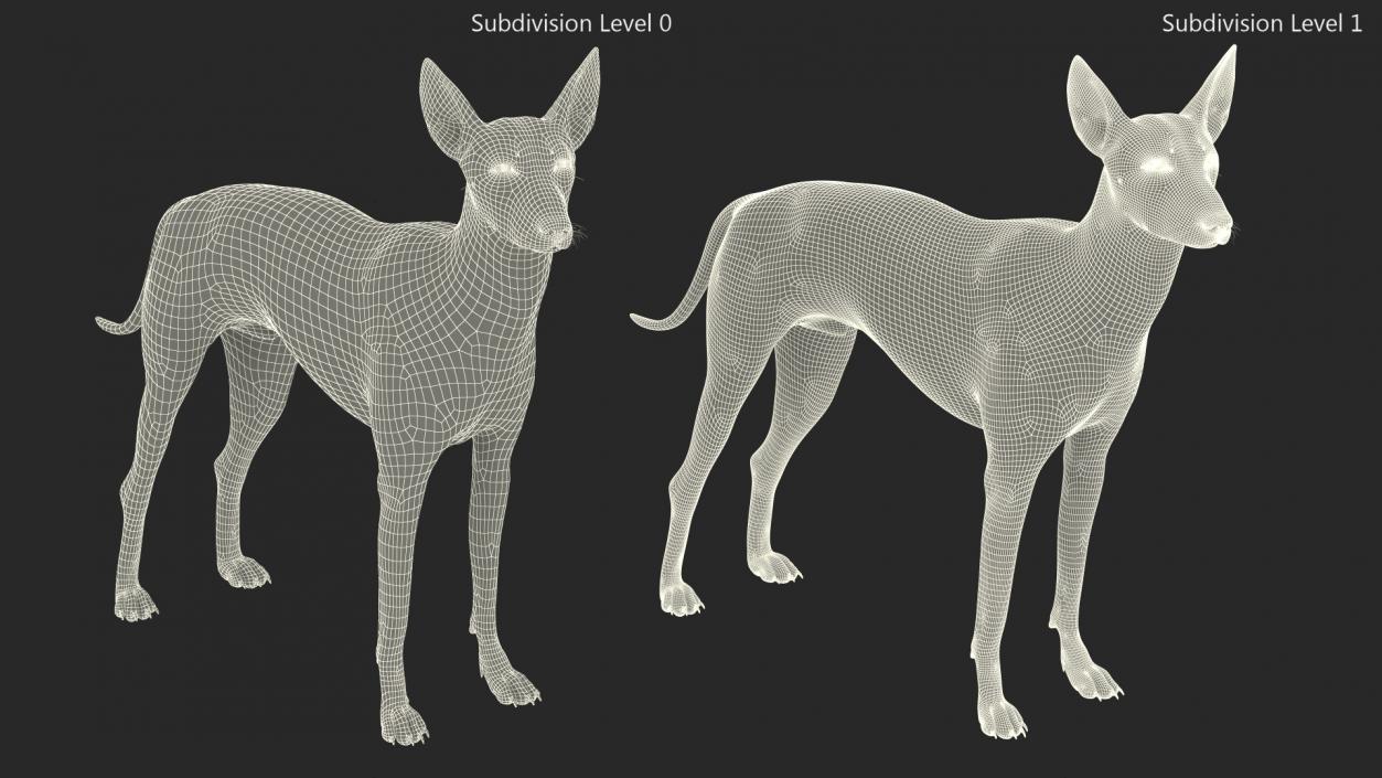 Mexican Hairless Dog Xolo Fur 3D model