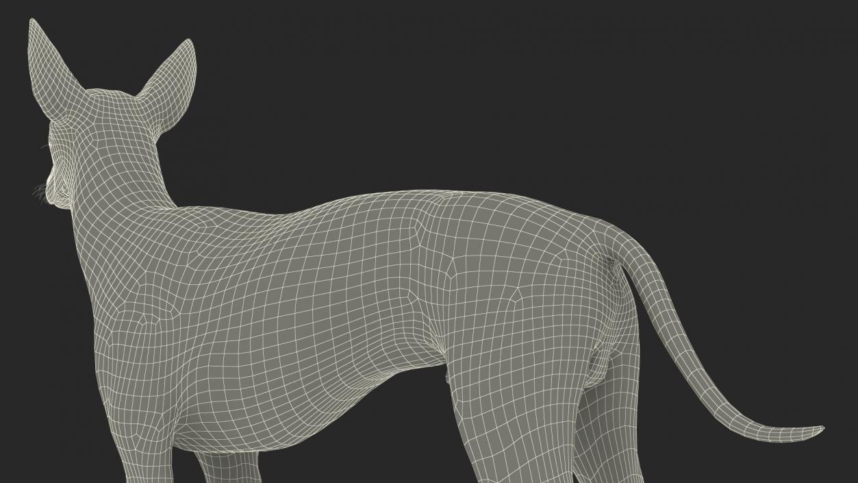 Mexican Hairless Dog Xolo Fur 3D model