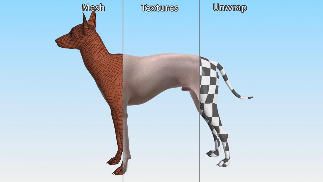 Mexican Hairless Dog Xolo Fur 3D model