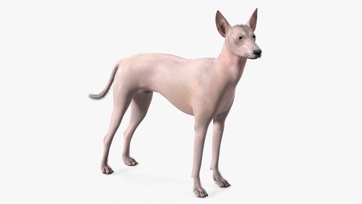 Mexican Hairless Dog Xolo Fur 3D model