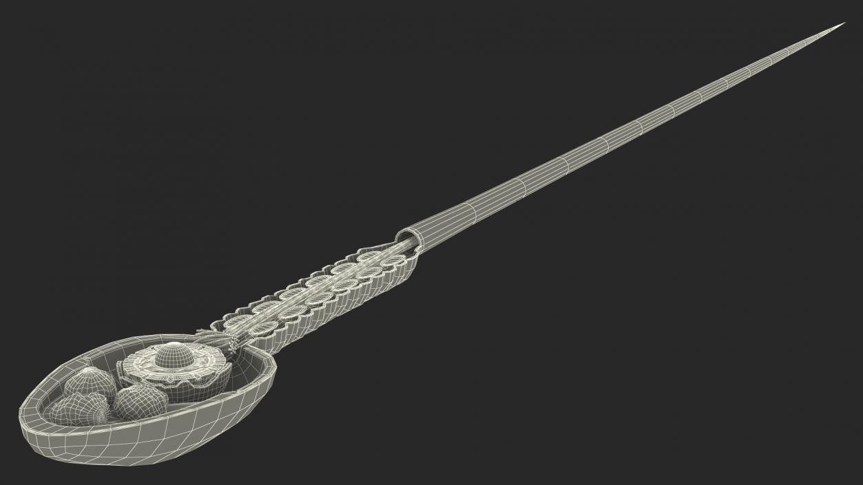 Cross-Sectional Spermotozoa Rigged 3D model