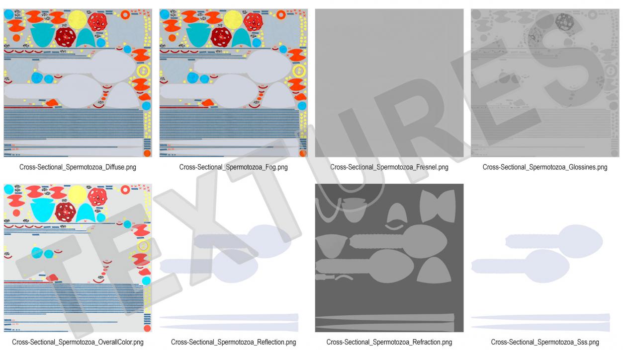 Cross-Sectional Spermotozoa Rigged 3D model