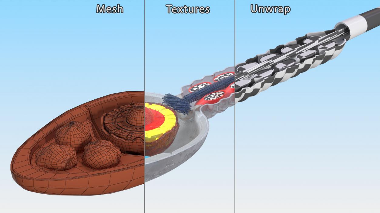 3D Cross-Sectional Spermotozoa Rigged for Maya model