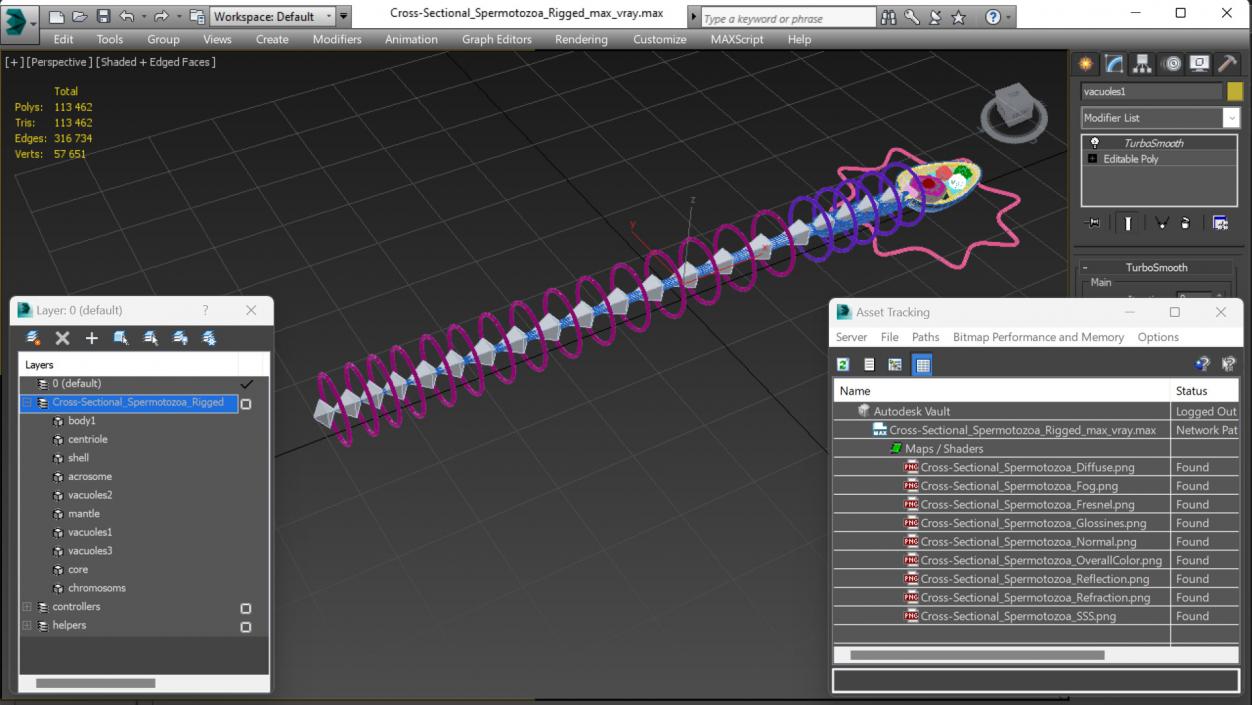 3D Cross-Sectional Spermotozoa Rigged for Maya model