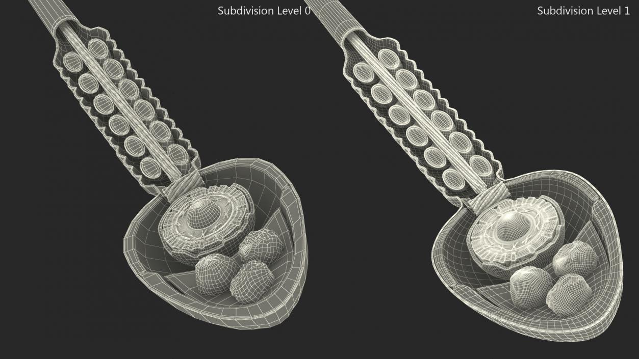 3D Cross-Sectional Spermotozoa Rigged for Maya model